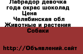 Лабрадор девочка1.5года окрас шоколад › Цена ­ 2 000 - Челябинская обл. Животные и растения » Собаки   